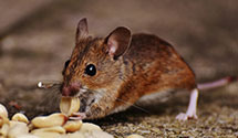 24 Hour & Emergency Exterminators in Waynecastle, PA